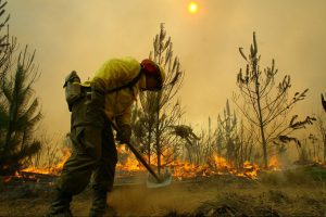 Incendio forestal