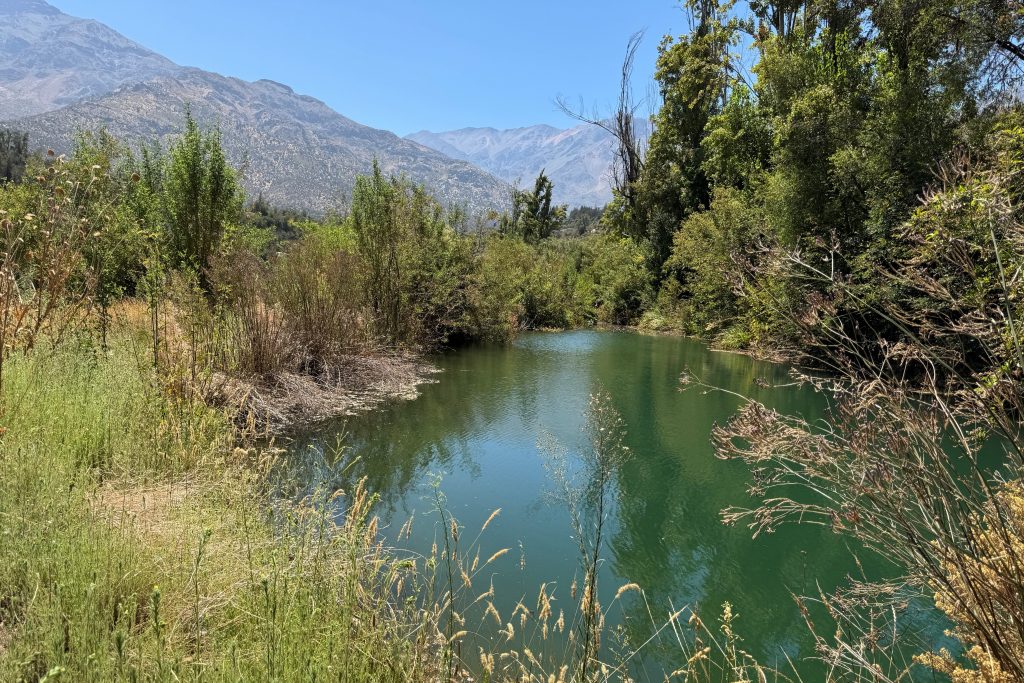 A mixta proyecto que crea Servicio Nacional Forestal